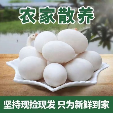 顺丰包邮新鲜鹅蛋正宗土鹅蛋农村散养鹅蛋新鲜现捡
