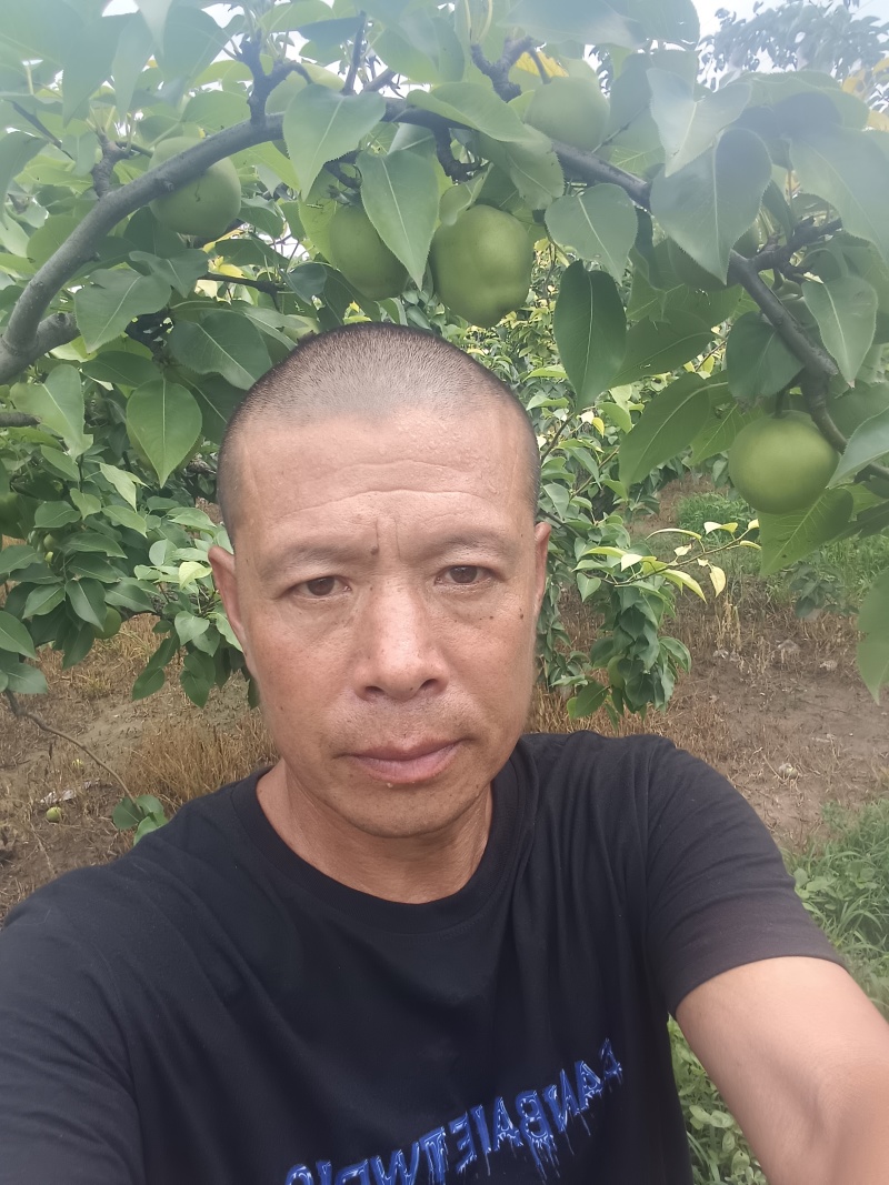 阳信县万亩梨园，梅梨七号。货好，量大。诚信，靠谱。