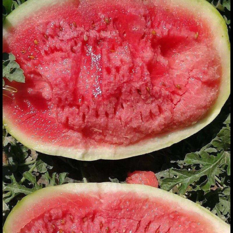 宁夏西瓜硒砂瓜石头瓜产地直销量大质优价格优惠采购