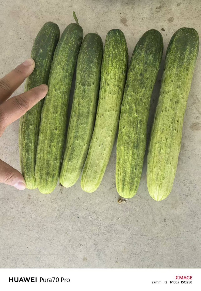 《精选》湖北利川旱黄瓜有质有量燕白黄瓜对接各大市场商超