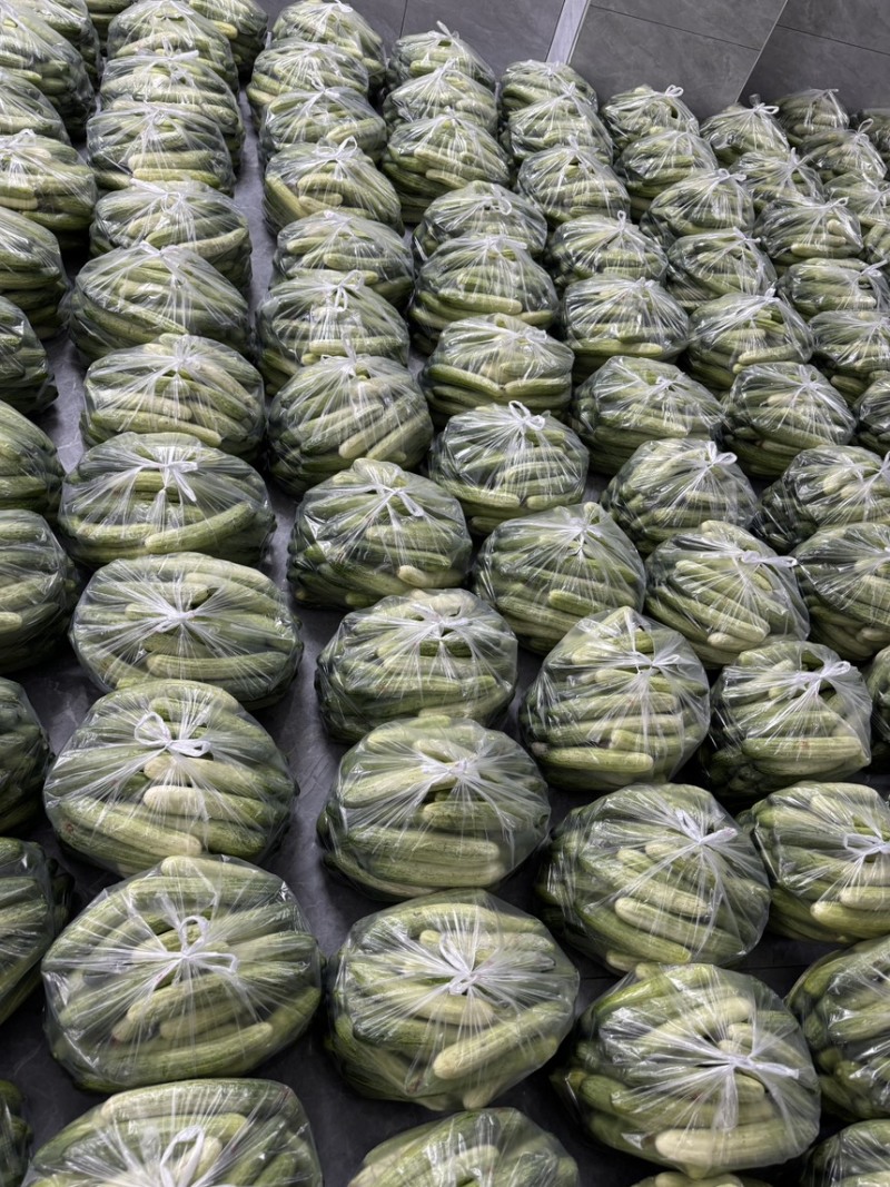 《精选》湖北利川旱黄瓜有质有量燕白黄瓜对接各大市场商超