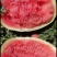【热卖】宁夏西瓜硒砂瓜基地直销量大质优价格优惠