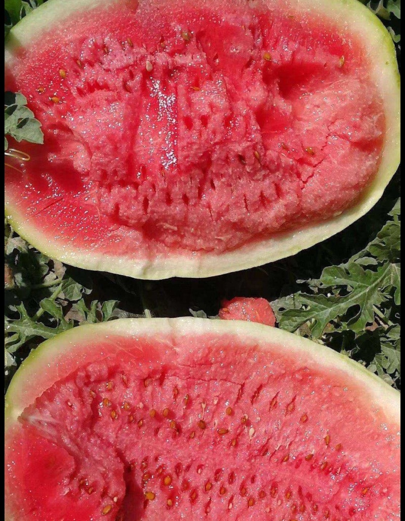【热卖】宁夏西瓜硒砂瓜基地直销量大质优价格优惠