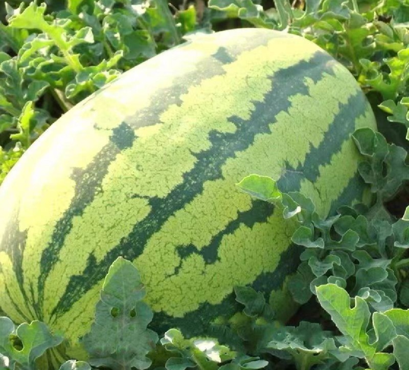 【热卖】宁夏西瓜硒砂瓜基地直销量大质优价格优惠