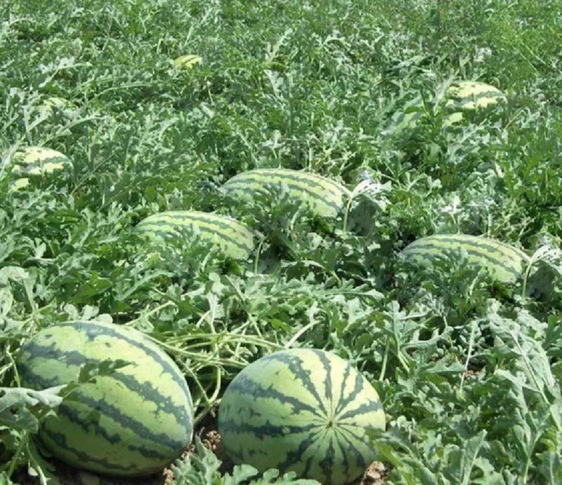 【热卖】宁夏西瓜硒砂瓜基地直销量大质优价格优惠