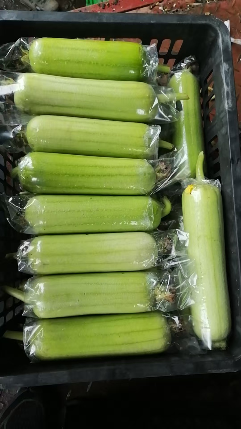 白玉丝瓜