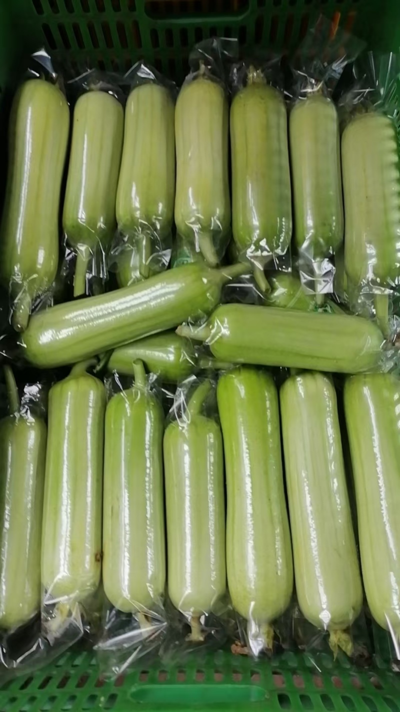 白玉丝瓜