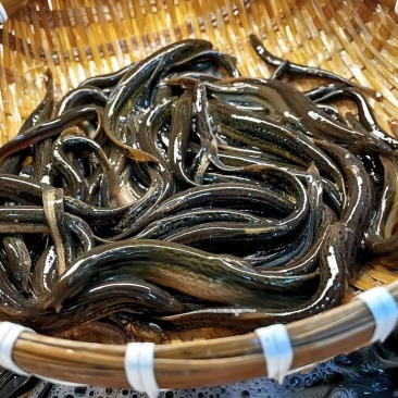 软骨泥鳅