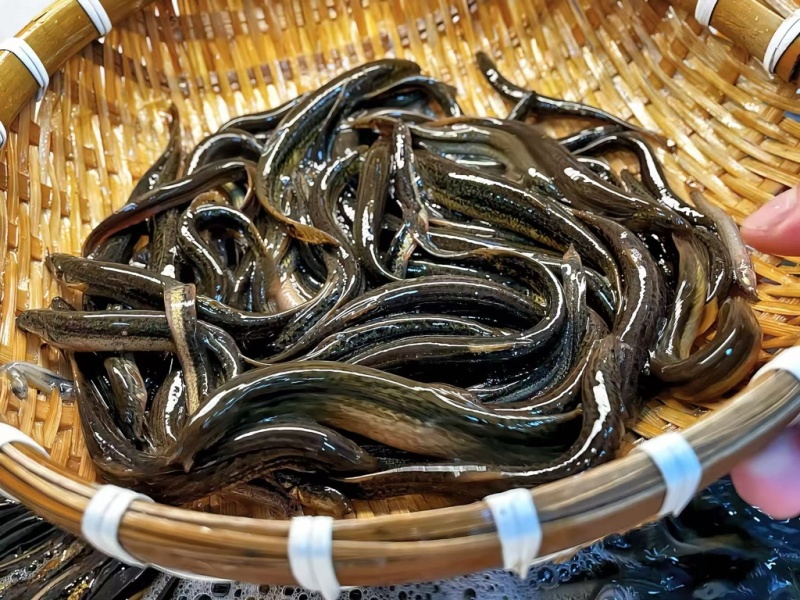 软骨泥鳅