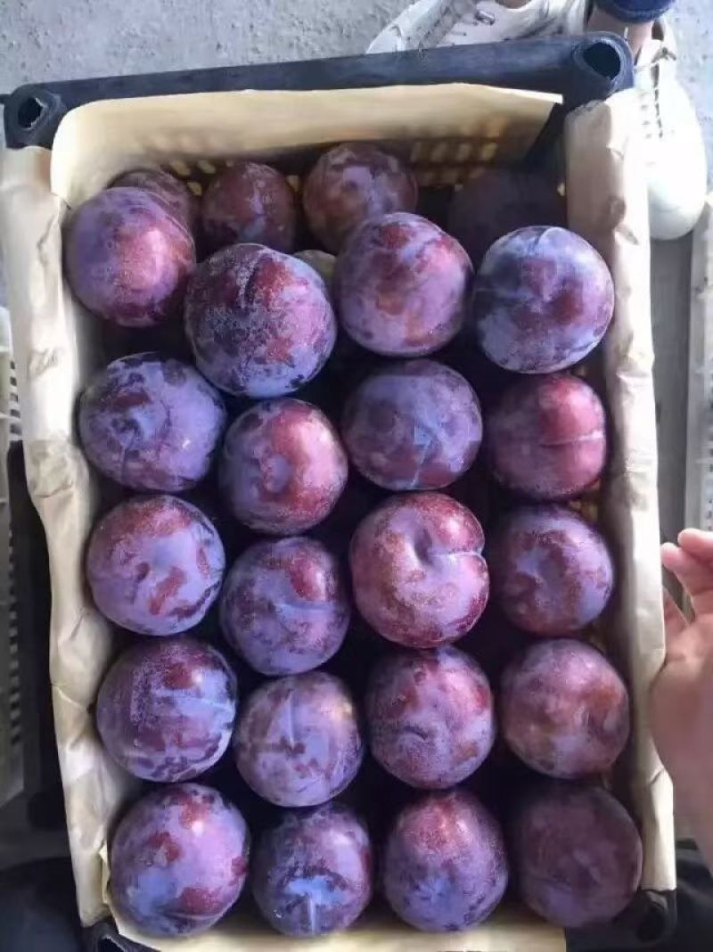 黑布林李子