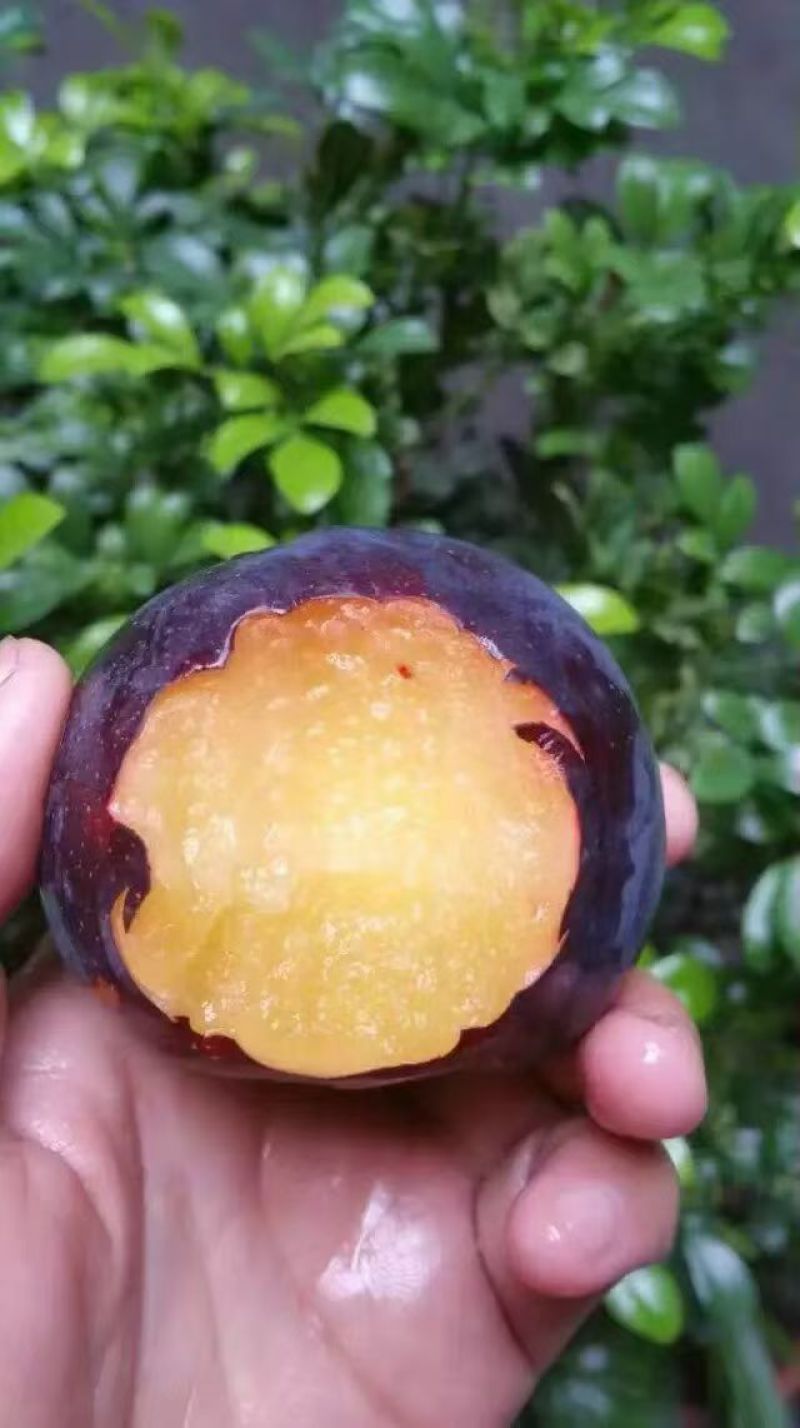 黑布林李子