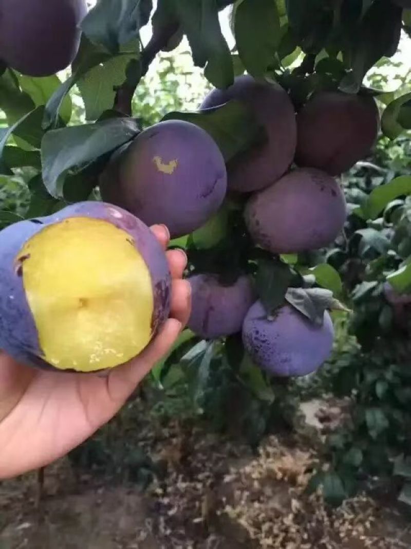 黑布林李子