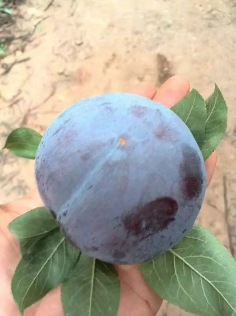 黑布林李子