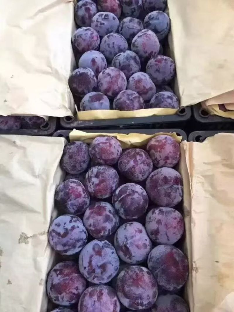 黑布林李子