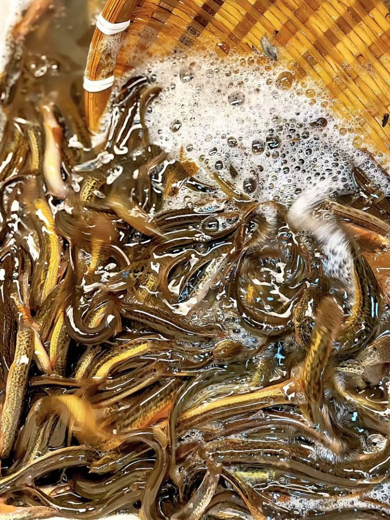 软骨泥鳅