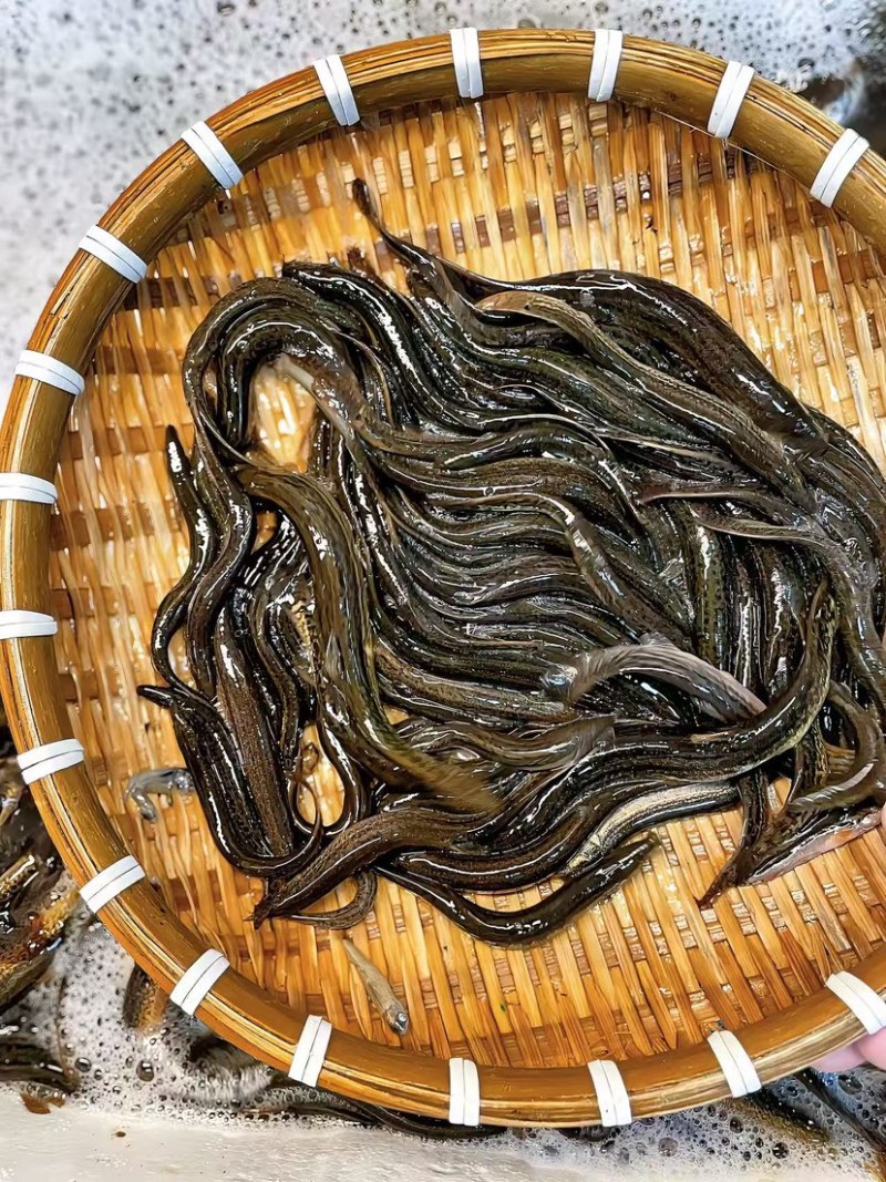 软骨泥鳅