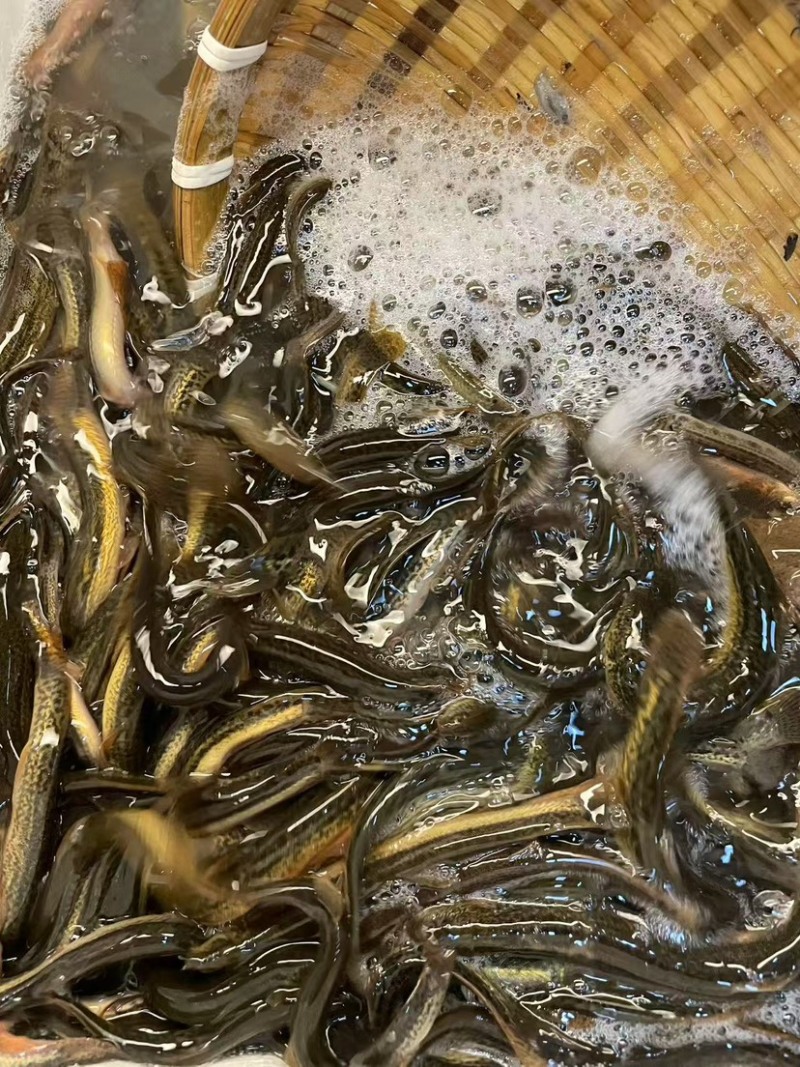 软骨泥鳅