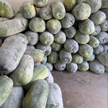 新鲜采摘白皮冬瓜