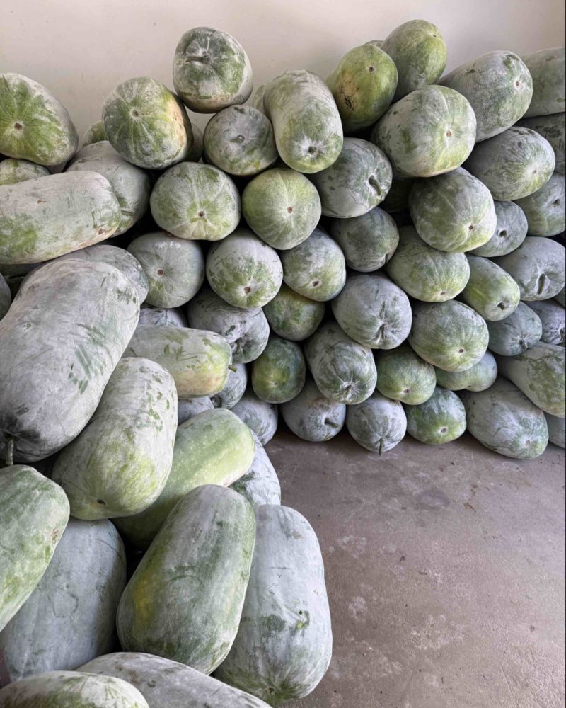 新鲜采摘白皮冬瓜