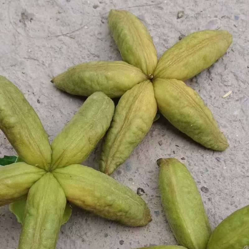 牡丹角