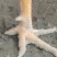 陕西九斤红公鸡