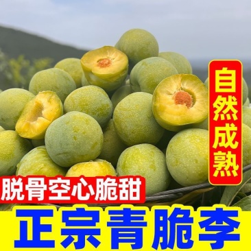 巫溪酒泉脆李