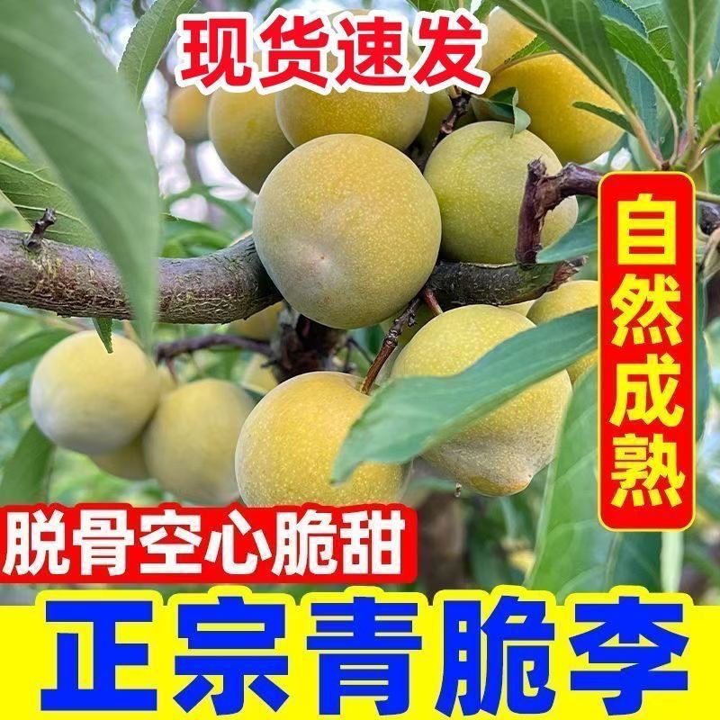 巫溪酒泉脆李