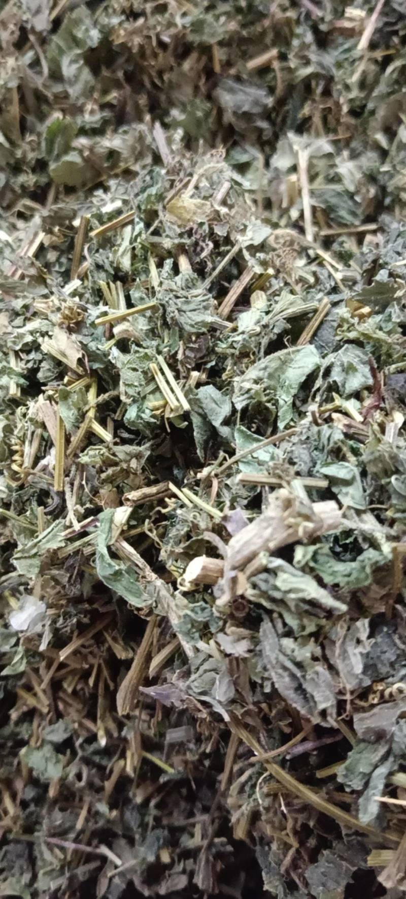 中药材绞股蓝