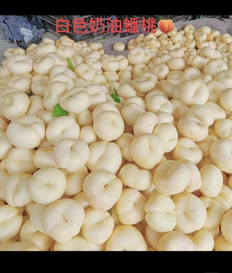 山东奶油蟠桃，36-3