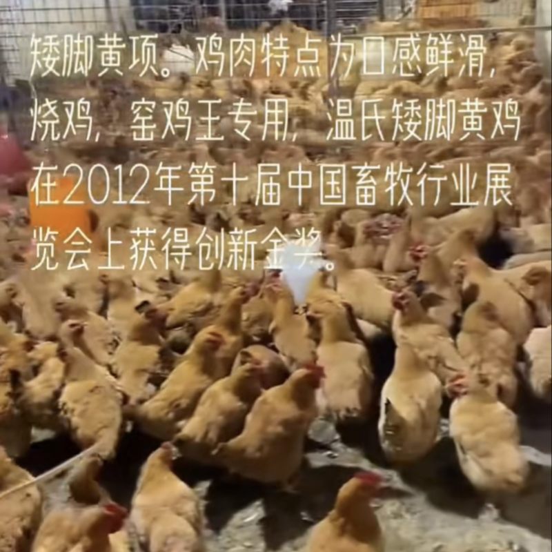 矮脚黄母鸡