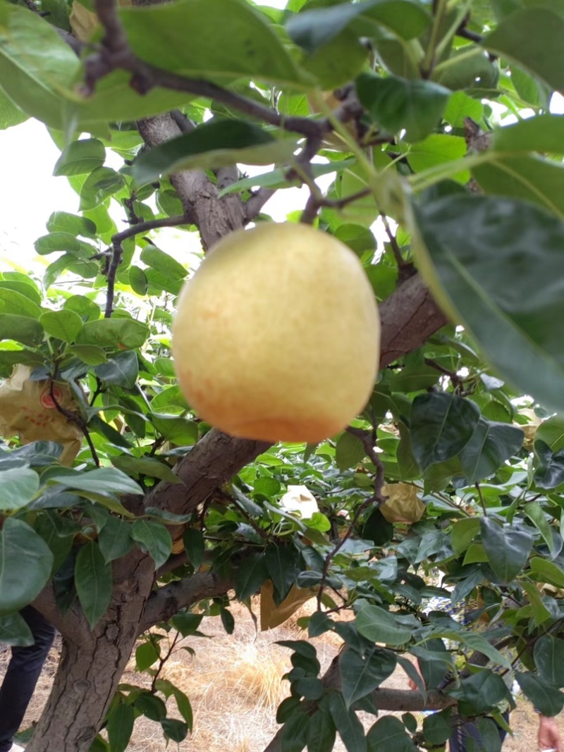 翠冠梨口感甜，细嫩化渣，个头大