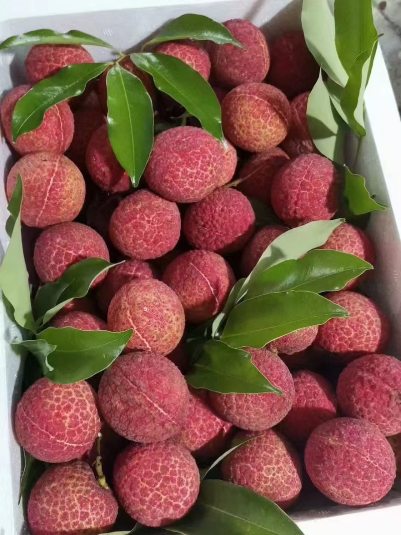 广西灵山无核荔枝