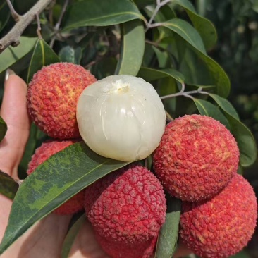 广西灵山无核荔枝