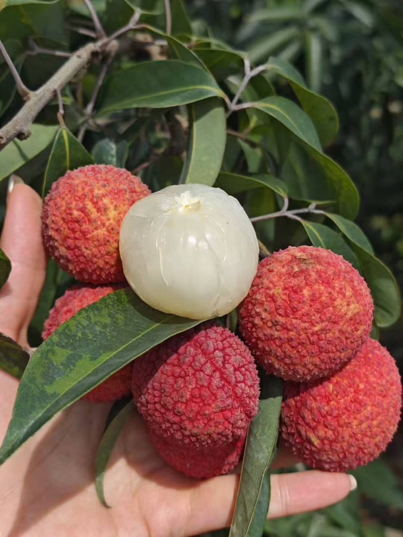 广西灵山无核荔枝