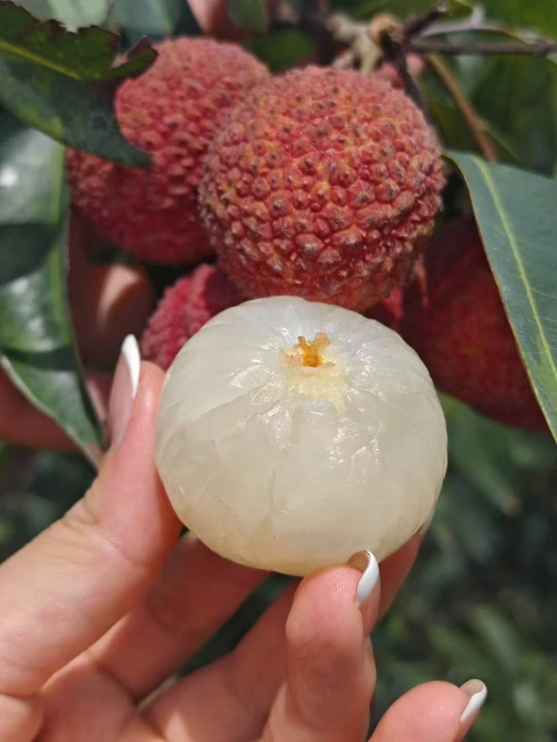 广西灵山无核荔枝