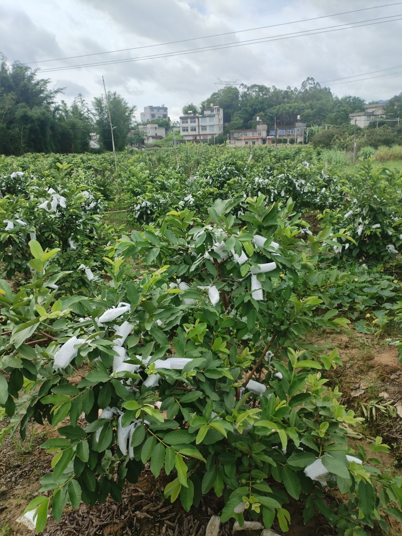 红心石榴白心石榴产地直发一件代发