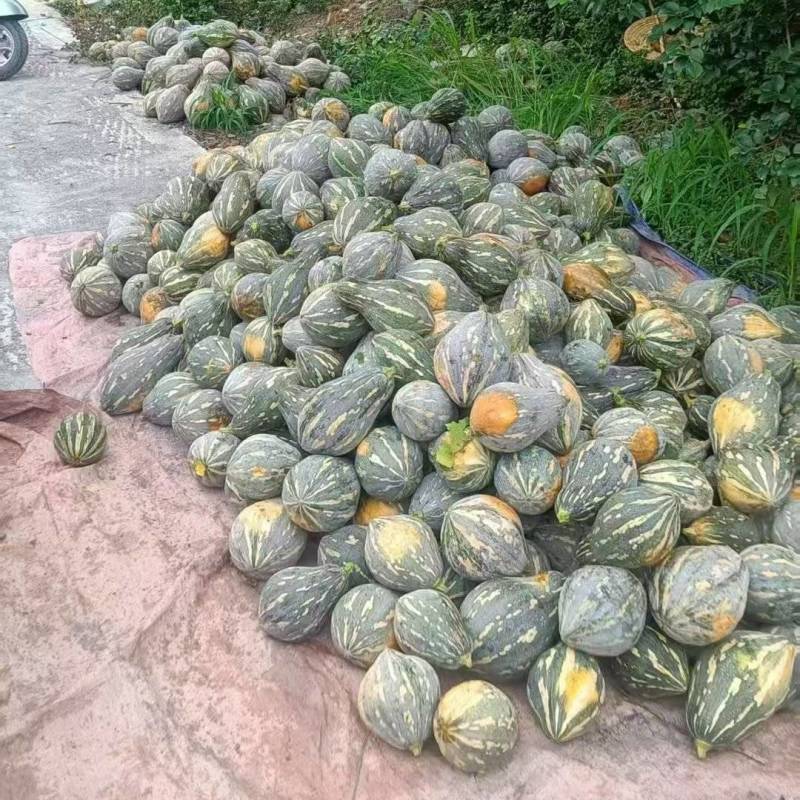 广西香芋南瓜