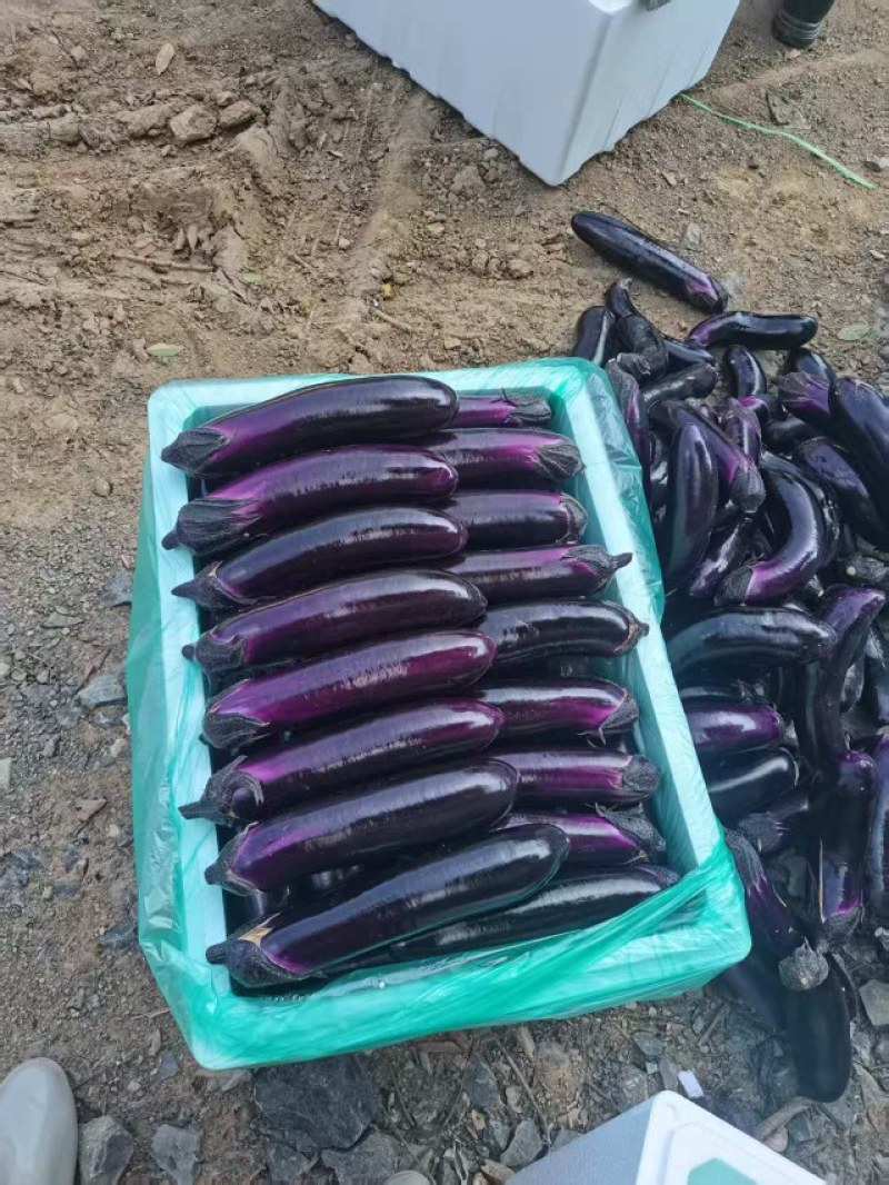 紫长茄