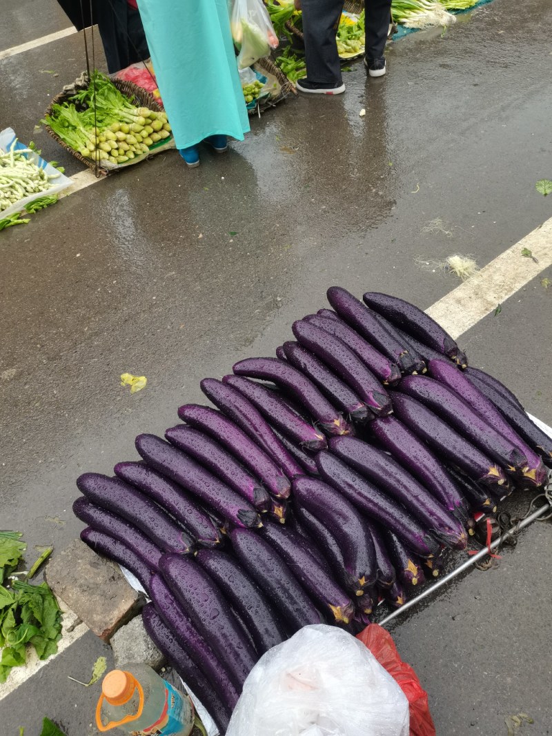 紫长茄