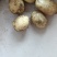 绥中土豆