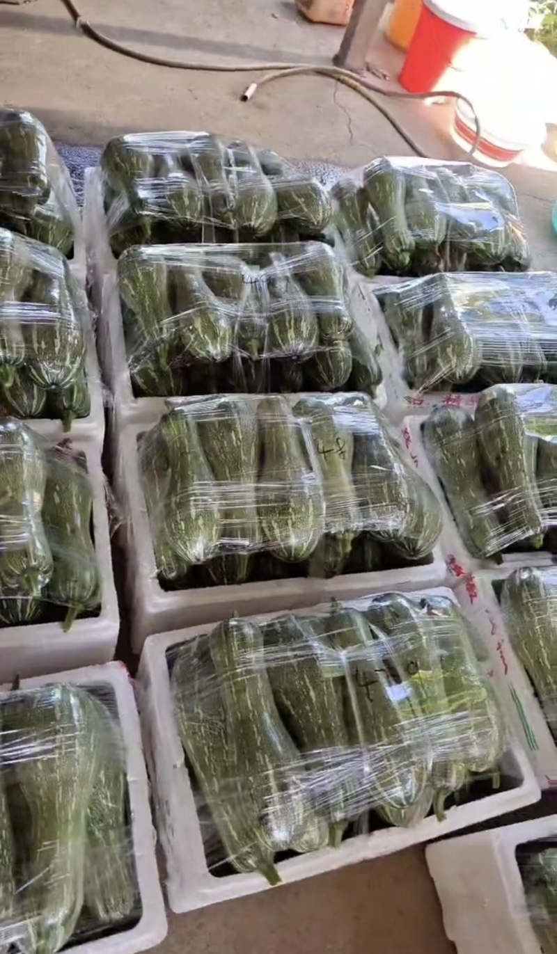 南瓜，蜜本南瓜，江苏江阴市南瓜，蜜本南瓜质量保证