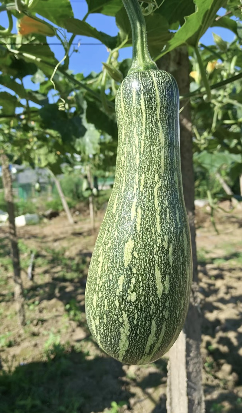 南瓜，蜜本南瓜，江苏江阴市南瓜，蜜本南瓜质量保证