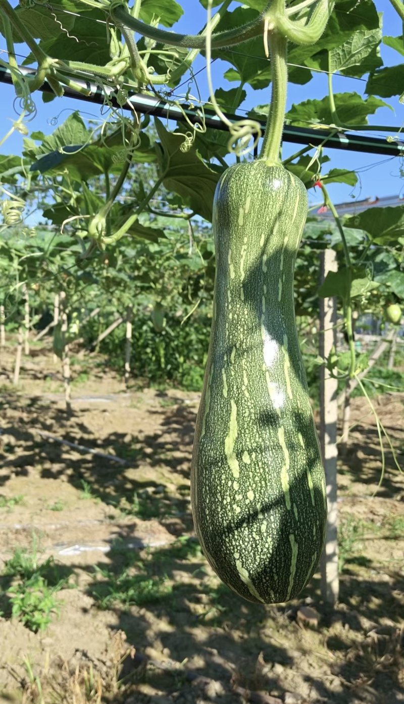 南瓜，蜜本南瓜，江苏江阴市南瓜，蜜本南瓜质量保证