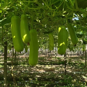 瓠瓜江苏江阴市自家种植，欢迎采购