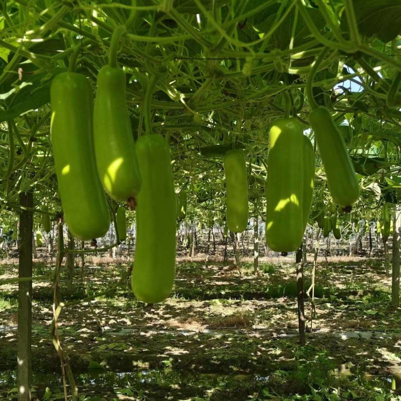 瓠瓜江苏江阴市自家种植，欢迎采购