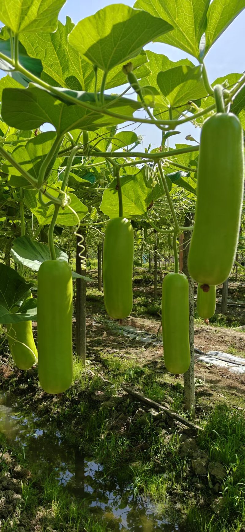 瓠瓜江苏江阴市自家种植，欢迎采购