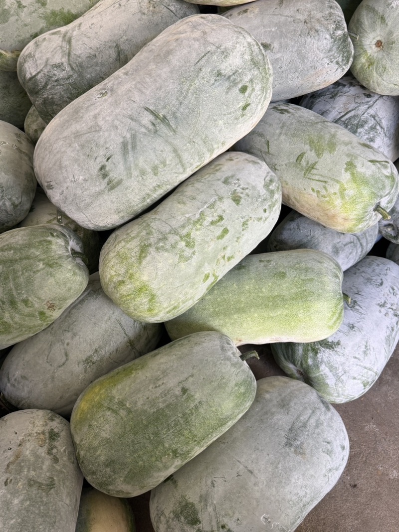 新鲜采摘白皮冬瓜