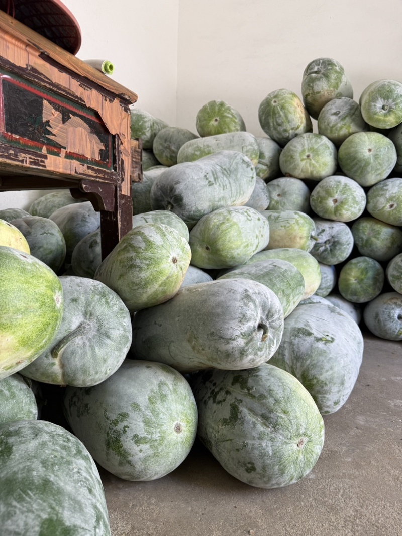 新鲜采摘白皮冬瓜