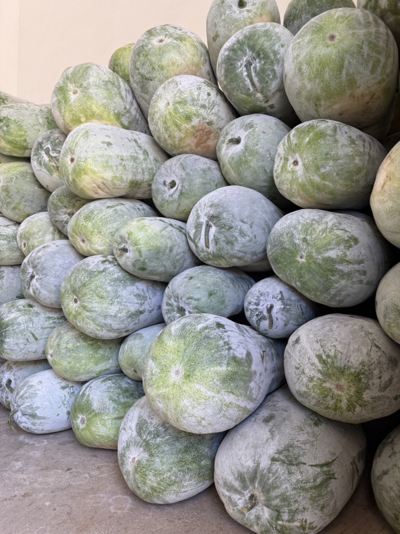 新鲜采摘白皮冬瓜