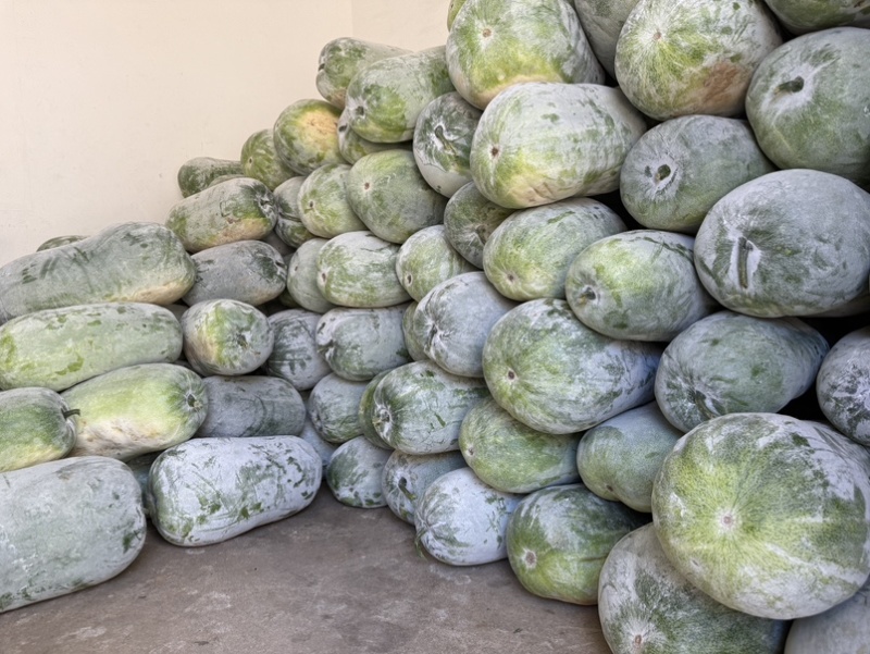 新鲜采摘白皮冬瓜